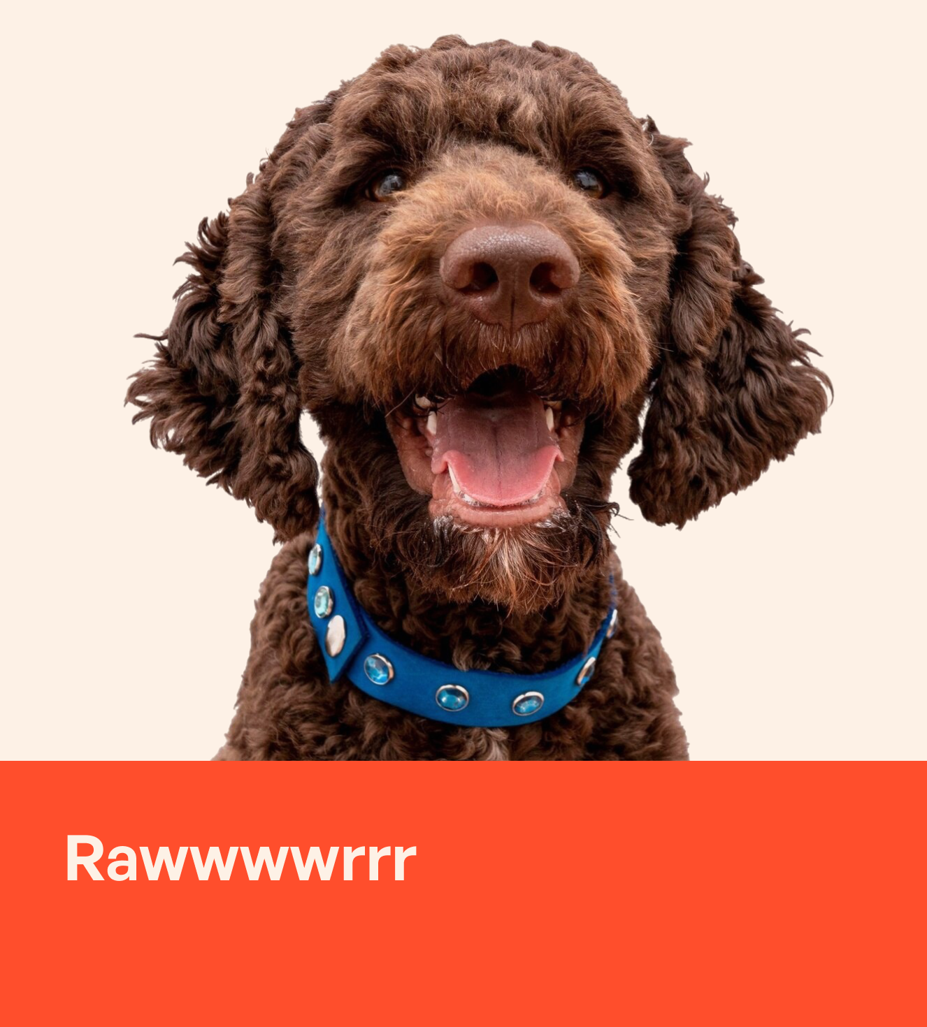 New Dog Owner? Here’s How to Choose a Quality No‑Pull Harness