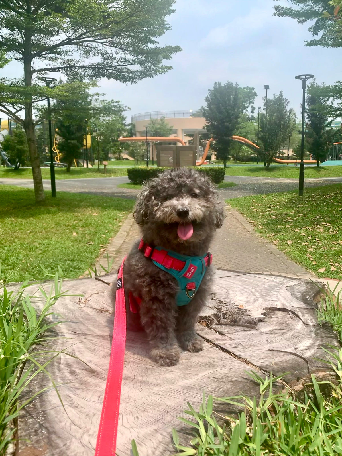 Bingo wearing a teal and red Brats Pet harness with a red leash in a park. Photo by @bingo_zai.
